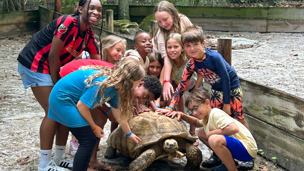 Turtle_web